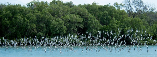 Aves migratórias em Macau. Foto: João Damasceno